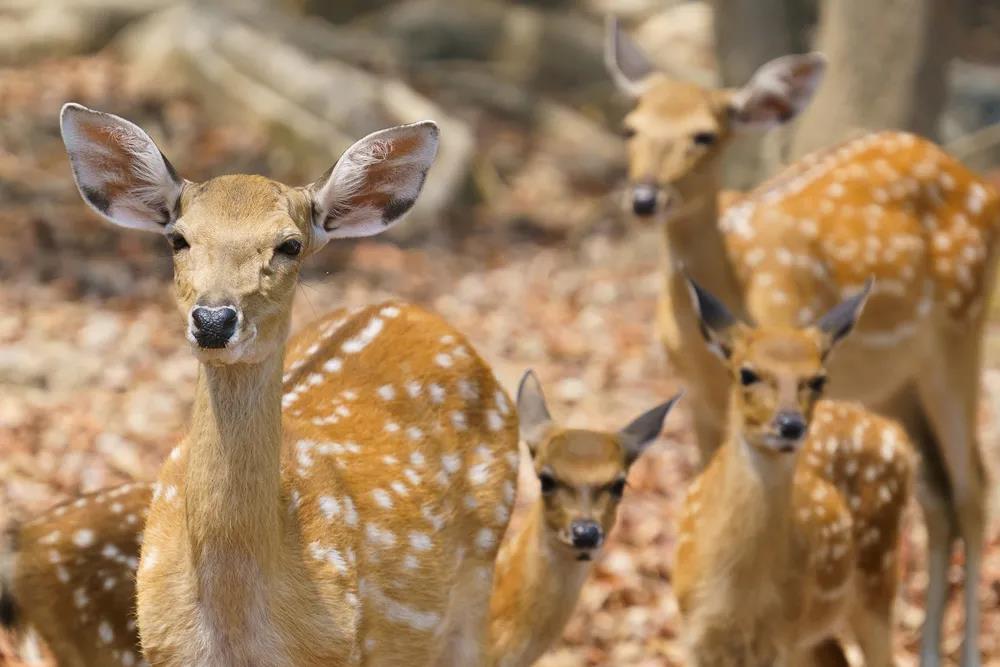 云南野生動物園