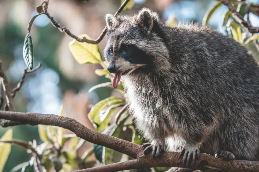 云南野生動物園