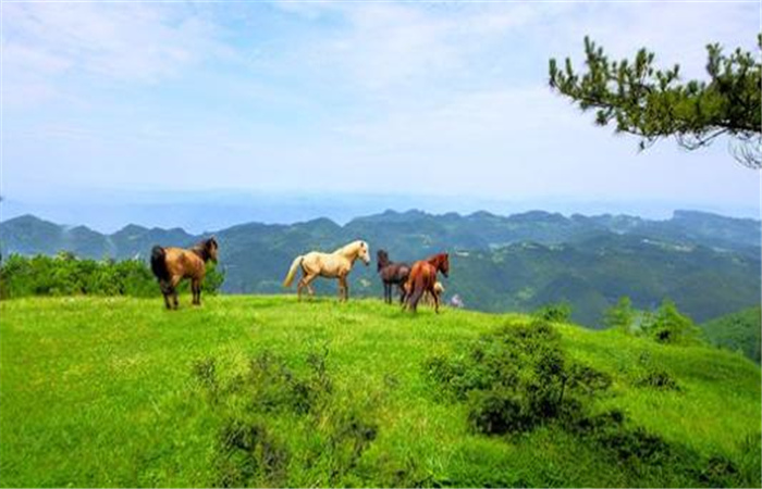 鄉(xiāng)村旅游