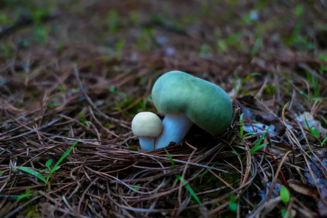 野生菌的N種吃法，沒有一朵jier能逃出云南人的餐桌