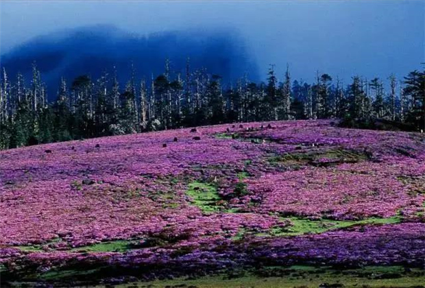 云南露營場地：香格里拉花開成海！錯過要等一年！