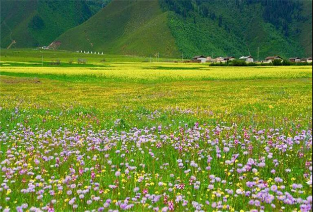 云南傳媒公司：納帕海大草原——一半是湖泊，一半是草原