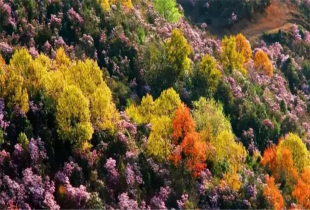 云南傳媒公司：轎子雪山即將迎來最盛花期，滿山杜鵑美哭了