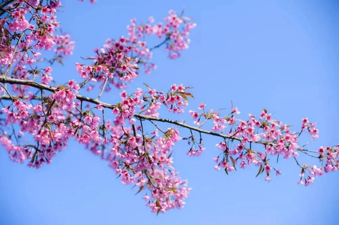 紅河太平湖森林小鎮櫻花