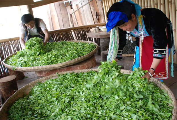 普洱定制旅游 普洱研學旅行 國家級非遺項目：寧洱普洱茶·貢茶制作技藝